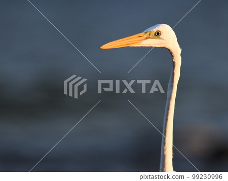 Tama River in the evening, "Great egret's face" looking for fish alone Tama River in the evening, "Great egret's face" looking for fish alone 99230996