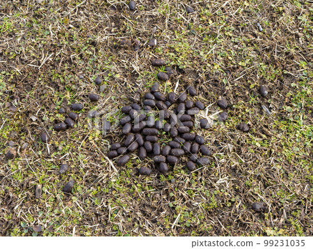 deer poop on the lawn 99231035