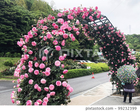 環山綜合公園玫瑰節 99232399