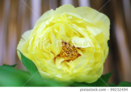 Light yellow cold peony (botan, peony, button) flowers are refreshing Light yellow cold peony (botan, peony, button) flowers are refreshing 99232494