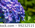 (Kanagawa Prefecture) Kamakura/hydrangea 99232515