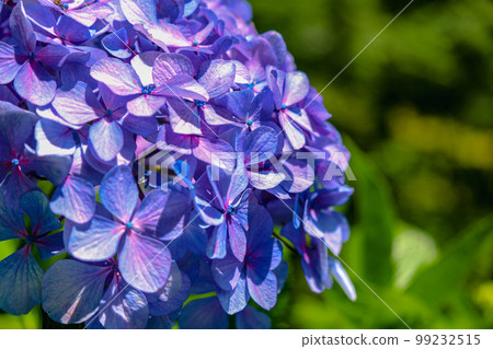 （神奈川縣）鎌倉/繡球花 99232515