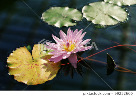 Gorgeous and beautiful red water lily flowers Gorgeous and beautiful red water lily flowers 99232660