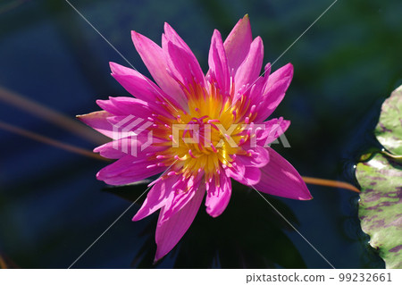 Gorgeous and beautiful red water lily flowers Gorgeous and beautiful red water lily flowers 99232661