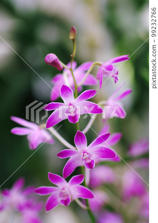 Beautiful purple dendrobium flowers 99232766