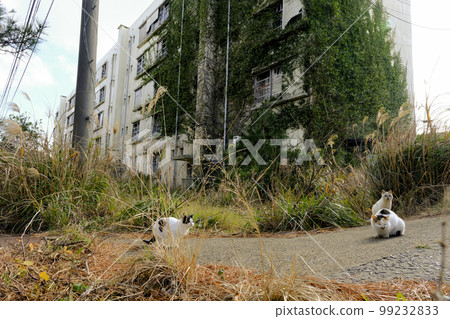 一個廢棄的住宅區和一隻流浪貓 99232833