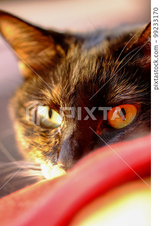 Sabi cat Sabi cat 99233170