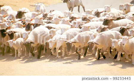 很多羊 很多羊 99233443