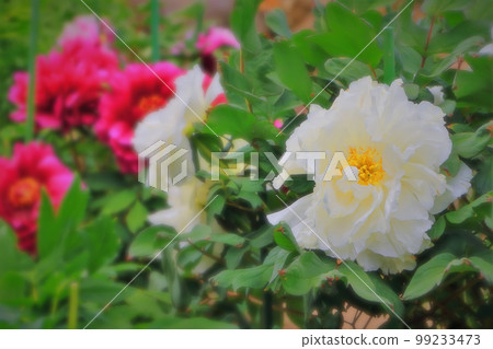 美麗的純白牡丹 美麗的純白牡丹 99233473