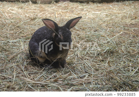 black rabbit on the grass, farm rabbit, easter bunny. with copy space 99233885