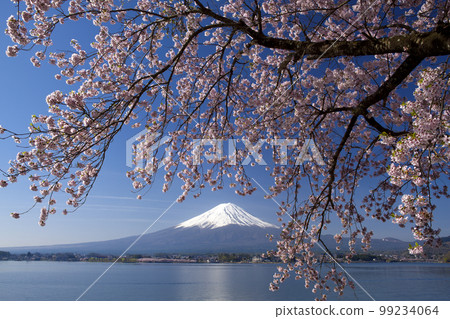 Cherry blossoms at Mt. Kawaguchiko and Mount Fuji 99234064
