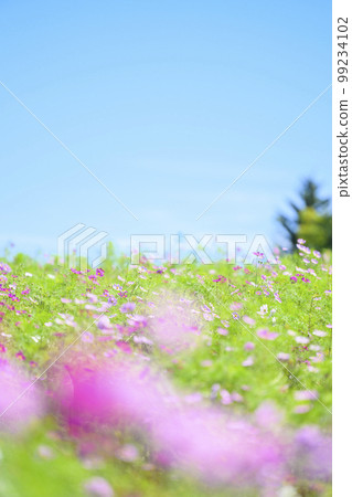 Cosmos in full bloom and blue sky (soft tone with filter) 99234102
