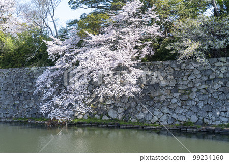 Cherry blossoms at Hikone Castle 99234160