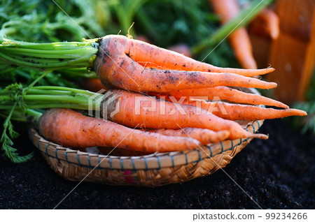 carrot on ground, fresh carrots growing in carrot field vegetable grows in the garden in the soil organic farm harvest agricultural product nature 99234266
