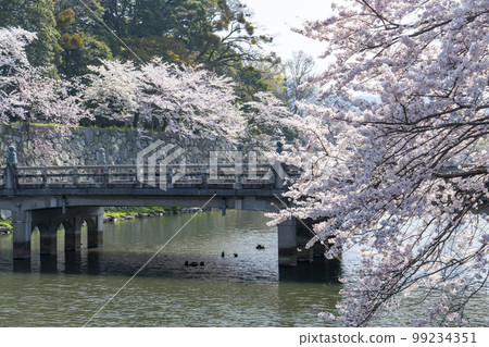 Cherry blossoms at Hikone Castle Cherry blossoms at Hikone Castle 99234351