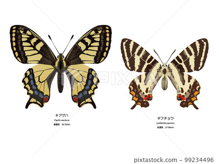 Papilio machaon 和岐阜蝴蝶 99234496