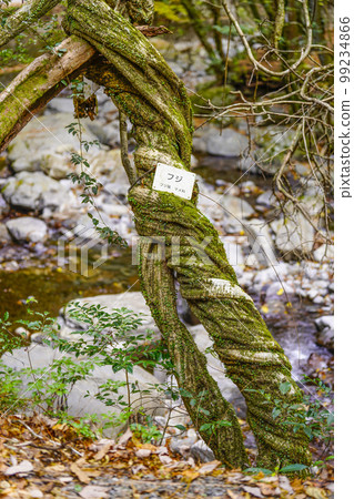 wisteria vine 99234866