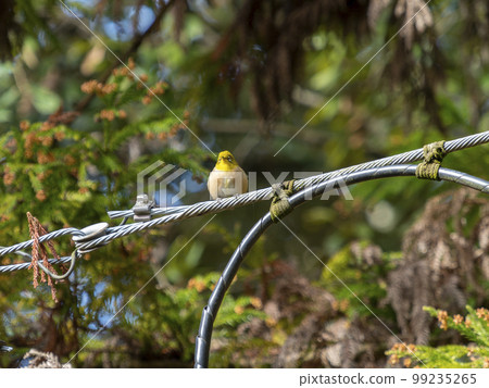 白眼鳥棲息在電線上 99235265