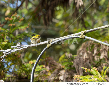 White-eye perching on the electric wire White-eye perching on the electric wire 99235266
