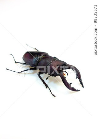 鋸齒瓢蟲暑假兒童 99235573