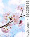 Blue sky and cherry blossoms 99235636