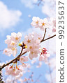 Cherry blossoms in blue sky 99235637