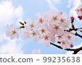 Cherry blossoms in blue sky 99235638