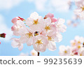 Cherry blossoms in blue sky 99235639