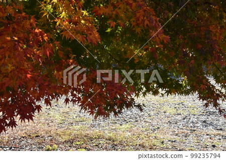 Three colors autumn leaves Three colors autumn leaves 99235794