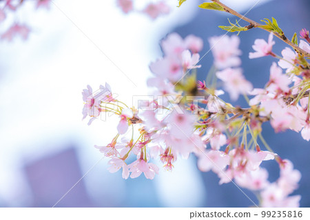 櫻花圖像 99235816