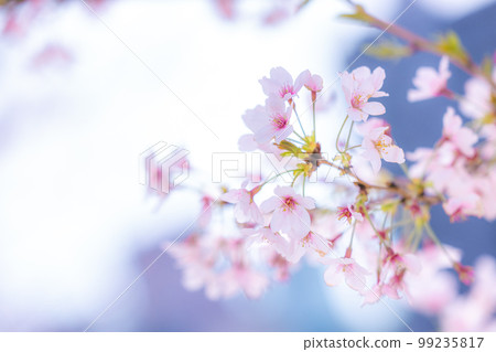 櫻花圖像 99235817