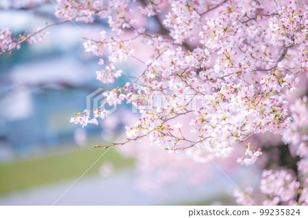 櫻花圖像 99235824