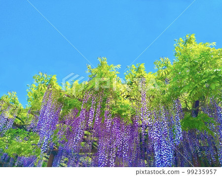 紫藤花藍天 紫藤花藍天 99235957