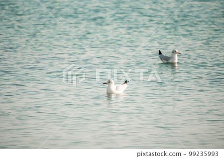 A flock of seagulls fly, fishing and swim in the sea. Warm sunset sky over the ocean. Silhouettes of seagulls flying in slow motion with the sea in the background at sunset. Evening. Nobody. A flock of seagulls fly, fishing and swim in the sea. Warm sunset sky over the ocean. Silhouettes of seagulls flying in slow motion with the sea in the background at sunset. Evening. Nobody. 99235993