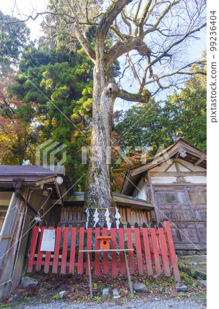 Hiyoshi Taisha Sacred Tree of Katsura (Sakamoto, Otsu City, Shiga Prefecture) 99236404
