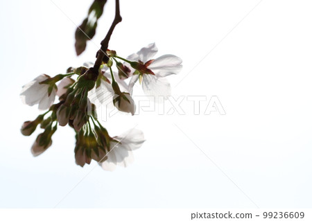 春天的櫻花樹 99236609