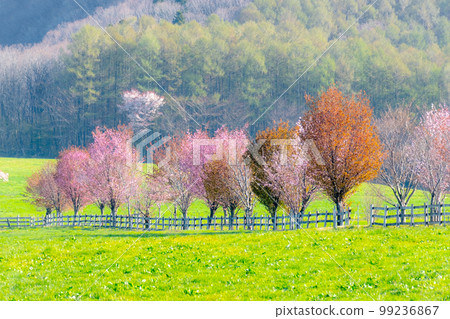 Image of spring colors (Hiruzen Kogen) 99236867