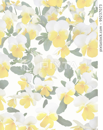 Yellow viola blooming background vertical Yellow viola blooming background vertical 99237073