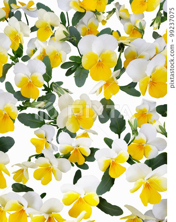 黃色中提琴開花的背景垂直 黃色中提琴開花的背景垂直 99237075