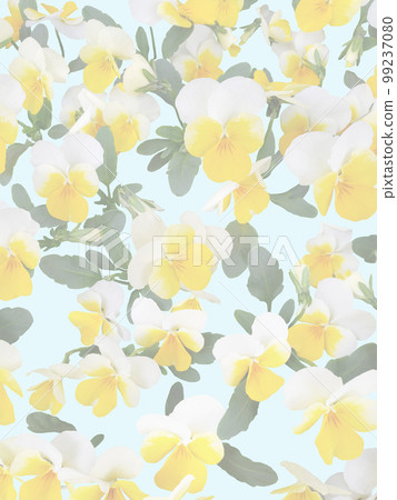 黃色中提琴開花的背景垂直 黃色中提琴開花的背景垂直 99237080