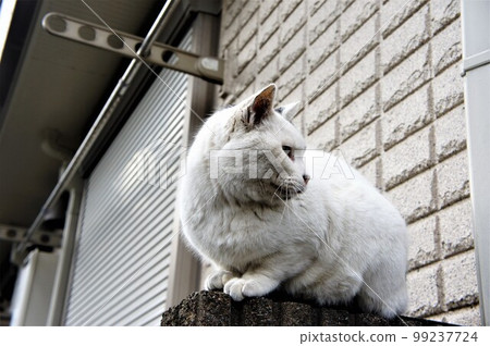 一隻貓在籬笆上曬太陽 一隻貓在籬笆上曬太陽 99237724