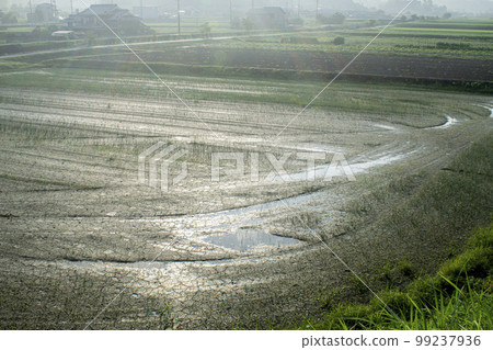Scenery after the rain fell on a dry rice field 99237936