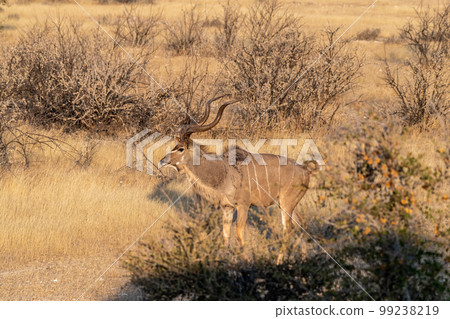 Kudu in Etosha 99238219