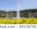 After taking an early spring shower, the splashes of the rapeseed blossoms glisten. 99238708