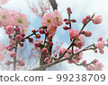 Reflected in the early spring sky, the plum blossoms shine bright pink 99238709