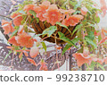 Begonia flowers dyed in pale red 99238710