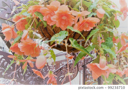 Begonia flowers dyed in pale red 99238710