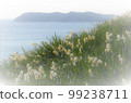 Kuroiwa Narcissus, Awaji Island, with the scent of the Kuroshio Current in early spring 99238711
