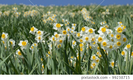 Kuroiwa Narcissus, Awaji Island, with the scent of the Kuroshio Current in early spring 99238715