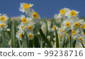 Kuroiwa Narcissus, Awaji Island, with the scent of the Kuroshio Current in early spring 99238716